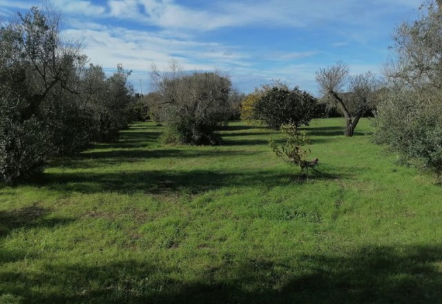 agricultural land with minimum lot