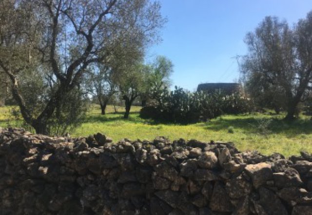 Galatina, agricultural land of about 12,500 square meters with Trulli - 3