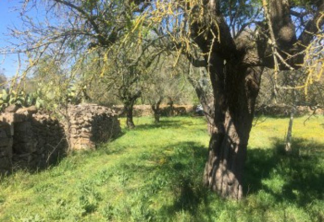 Galatina, agricultural land of about 12,500 square meters with Trulli - 10