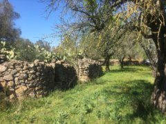 Galatina, agricultural land of about 12,500 square meters with Trulli - 11