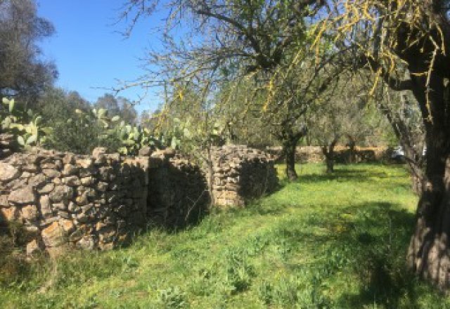 Galatina, agricultural land of about 12,500 square meters with Trulli - 11
