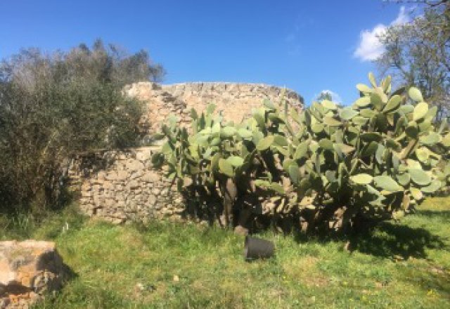 Galatina, agricultural land of about 12,500 square meters with Trulli - 12