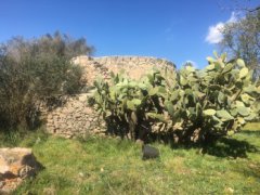 Galatina, agricultural land of about 12,500 square meters with Trulli - 13