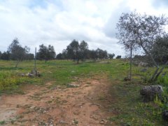 Galatina, agricultural land - 5
