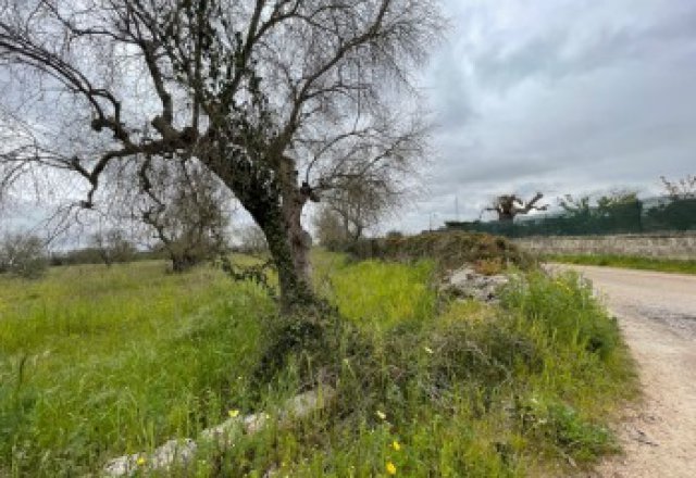 Galatone farmland in c. from Camascia - 7